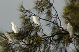 Sulphur-Crested Cockatoo 105
